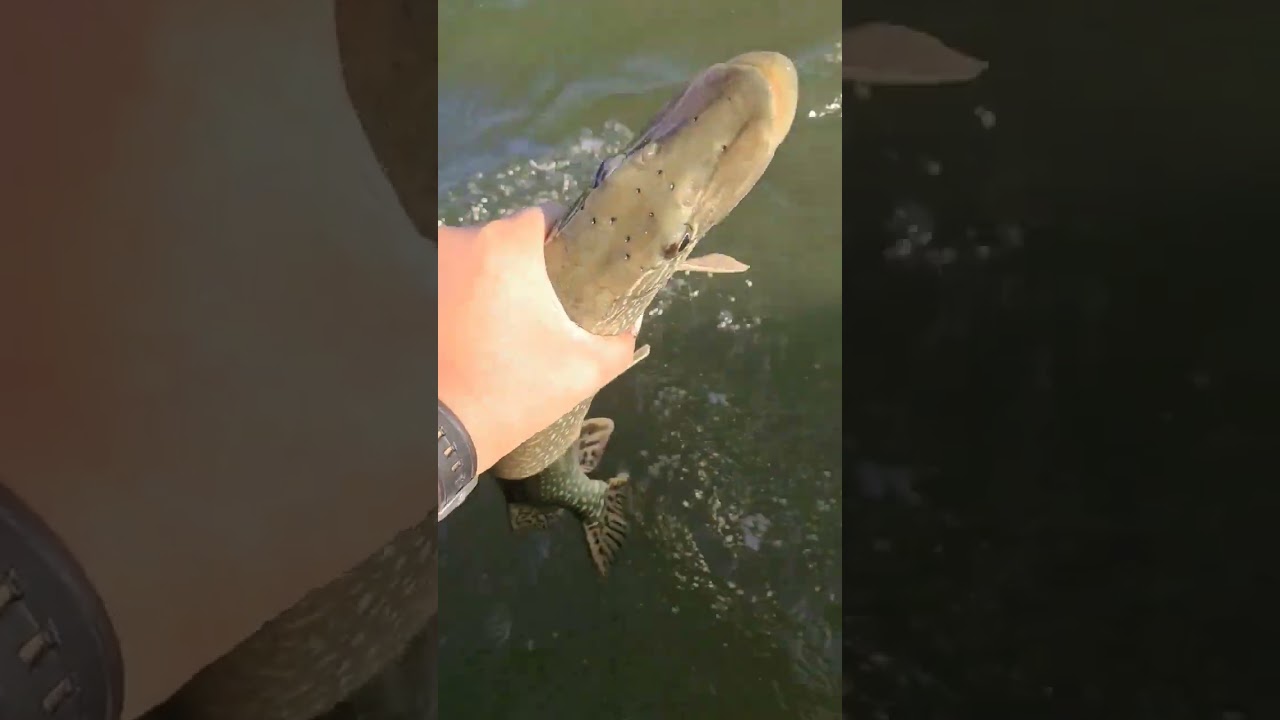 catch-and-release-short-fishing-subscribe-shorts-youtube