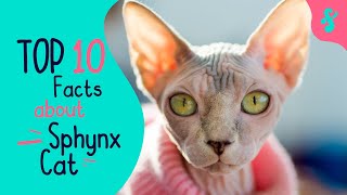 Most Amazing Top 10 Facts about Sphynx Cat | Furry Feline Facts by Furry Feline Facts 896 views 2 years ago 9 minutes, 49 seconds