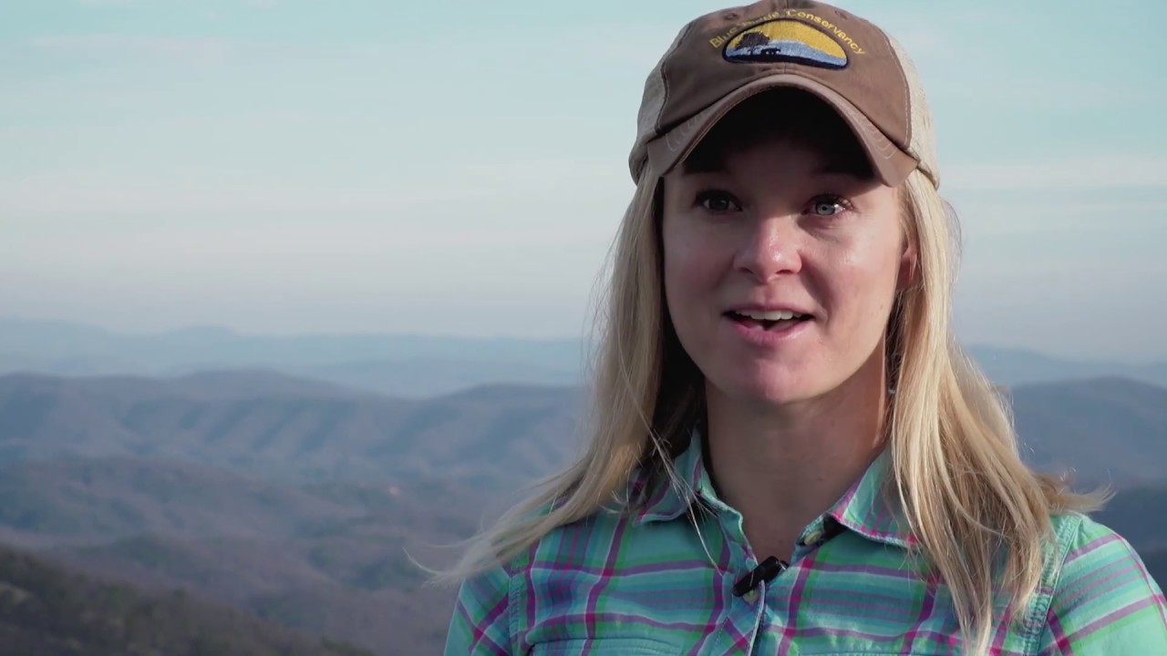 The Virginia big-eared bats of Grandfather Mountain, North Carolina