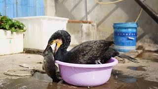 Cormorants Are Happy Eating Fish Bigger Than Their Own Heads