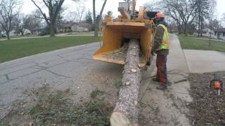 Chipping Large Blue Spruce Log
