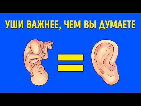 Видео: Что такое низко посаженные уши?