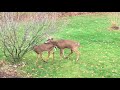 Deer Mating Video