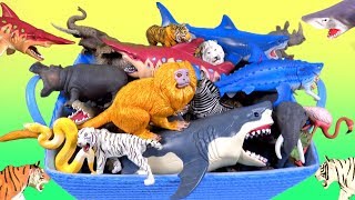 44 Wild Zoo Animals Lions Tigers Sharks Big Cats - Learn About Zoo Animals