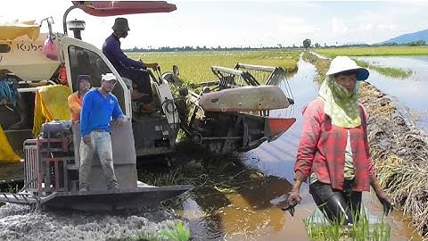máy cắt 70 độ vào cắt lúa ô em bị ngập nước công 500K giá lúa bán 5700₫K tập #maibangtv