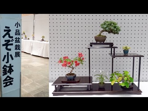 えぞ小鉢会 春季小品盆栽展示会 2025 - YouTube