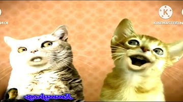 Preview 2 Numa Cat Effects (Preview 2 Chinese Man Explaining Effects) Reversed