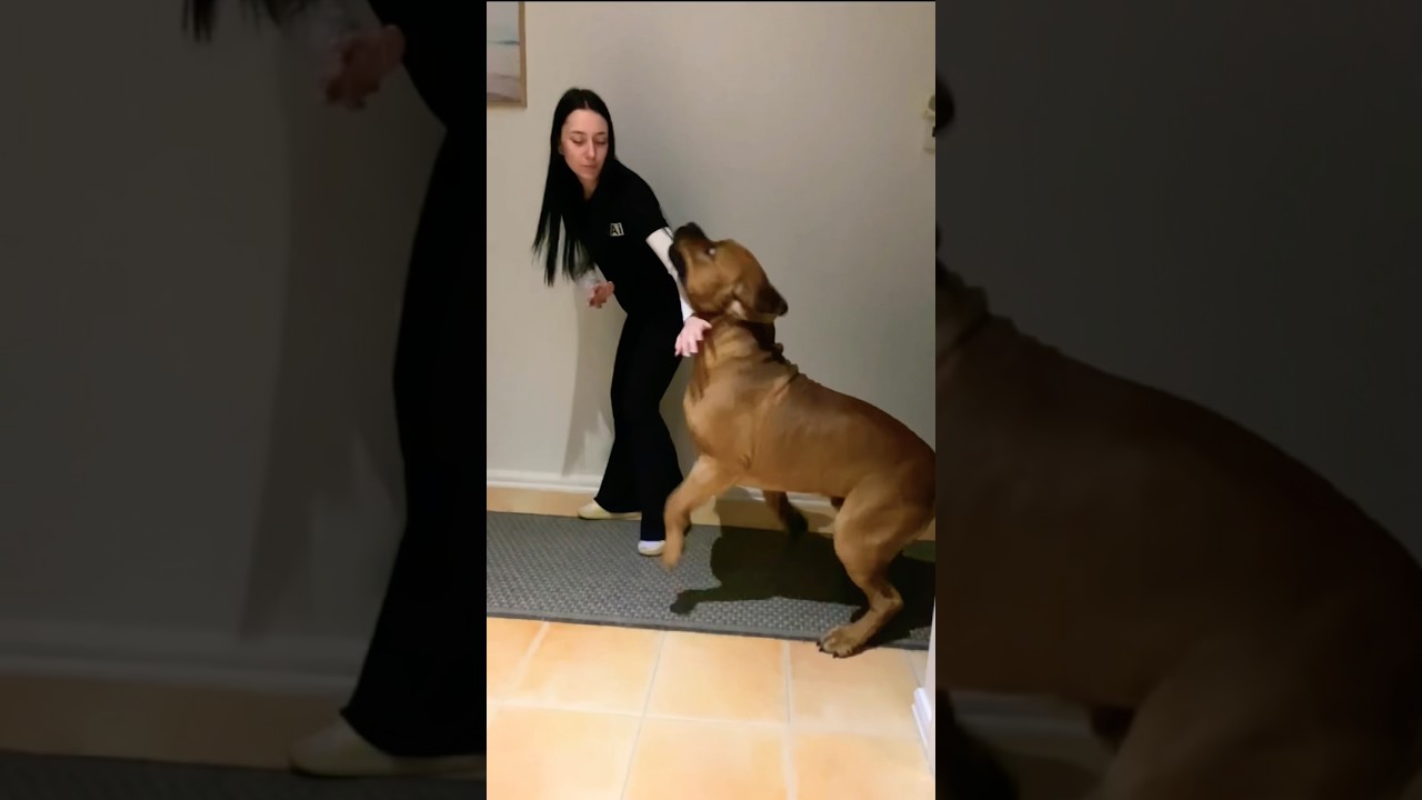 Big Sully has too much Puppy energy #shortsfeed #shortsvideo #pets