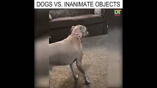 dogs vs inanimate objects
