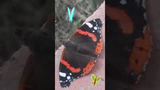 Mariposa #buterfly