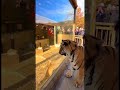 The REAL Apex Predator... Was in The CAGE?! 😼 #shots #funnyanimals
