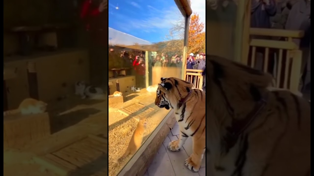 The REAL Apex Predator... Was in The CAGE?! 😼 #shots #funnyanimals