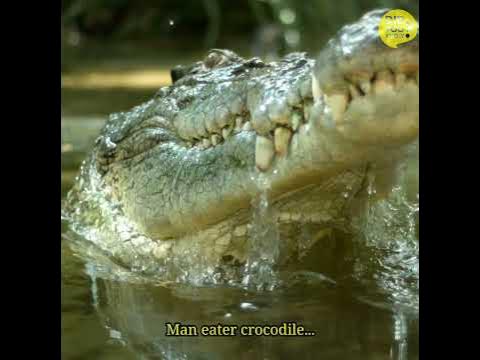 Are there crocodiles in the sea - YouTube
