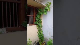 money plant || shorts || shortvideo