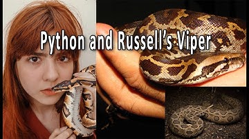 Python vs Viper How to identify venomous snakes