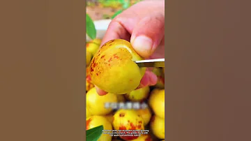 Picking And Tasting Australian Jujube 