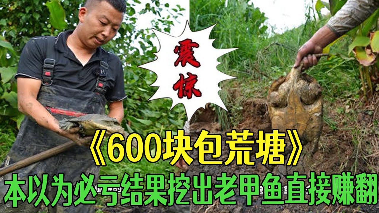 600塊包下壹個荒塘， 抽完水本以爲必虧，結果挖出老甲魚直接賺翻#三農 #小飛哥#鄉村守護人 #戶外#包塘 #大熱門