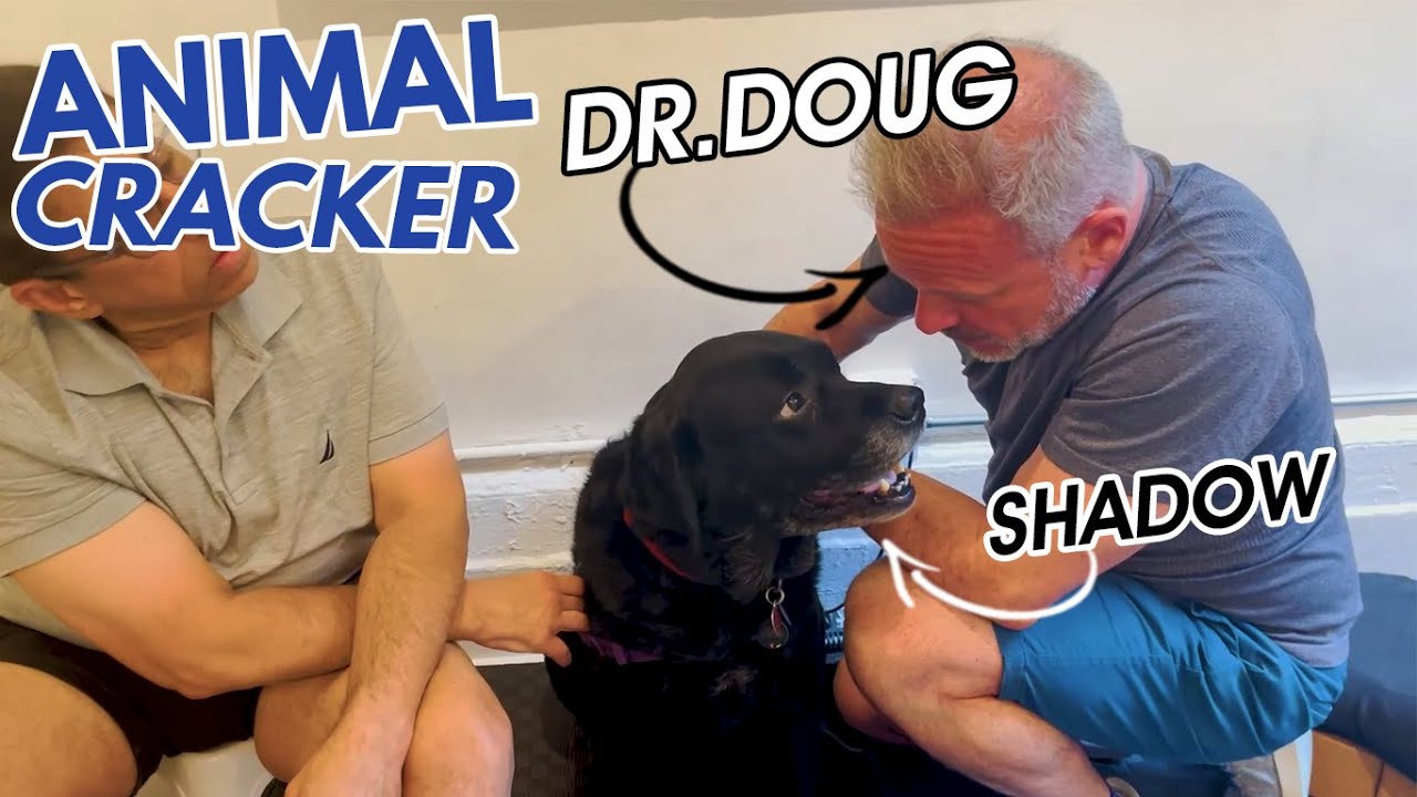 CHIROPRACTOR'S DOG NEEDS AN ADJUSTMENT AFTER DOUBLE KNEE SURGERY 😱 *AND HE ADJUSTS ME BACK