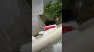 Кошка Лира 🥰 #кошка #shorts #short #tatıanacan #vlog #turkey#домашниеживотные
