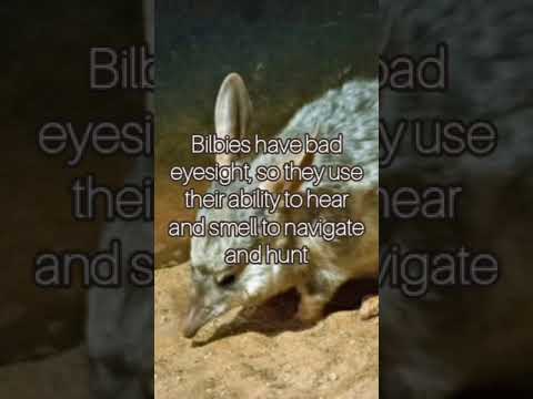 Video: Is Bilbies knaagdiere?