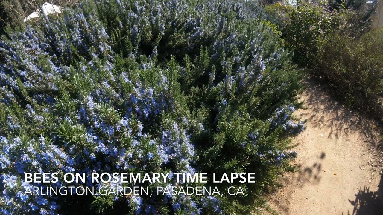 Bee on Rosemary Time Lapse from Arlington Garden, Pasadena, California