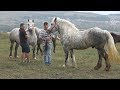 Caii lui Dorin de la Cluj - 2018 - Nou! Merita vazut !