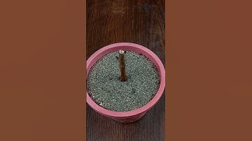 How to propagate guava tree from cuttings || growing guava tree from cutting