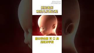 胚胎着床和胎儿发育过程#抖出健康知识宝藏  #健康科普有真知
