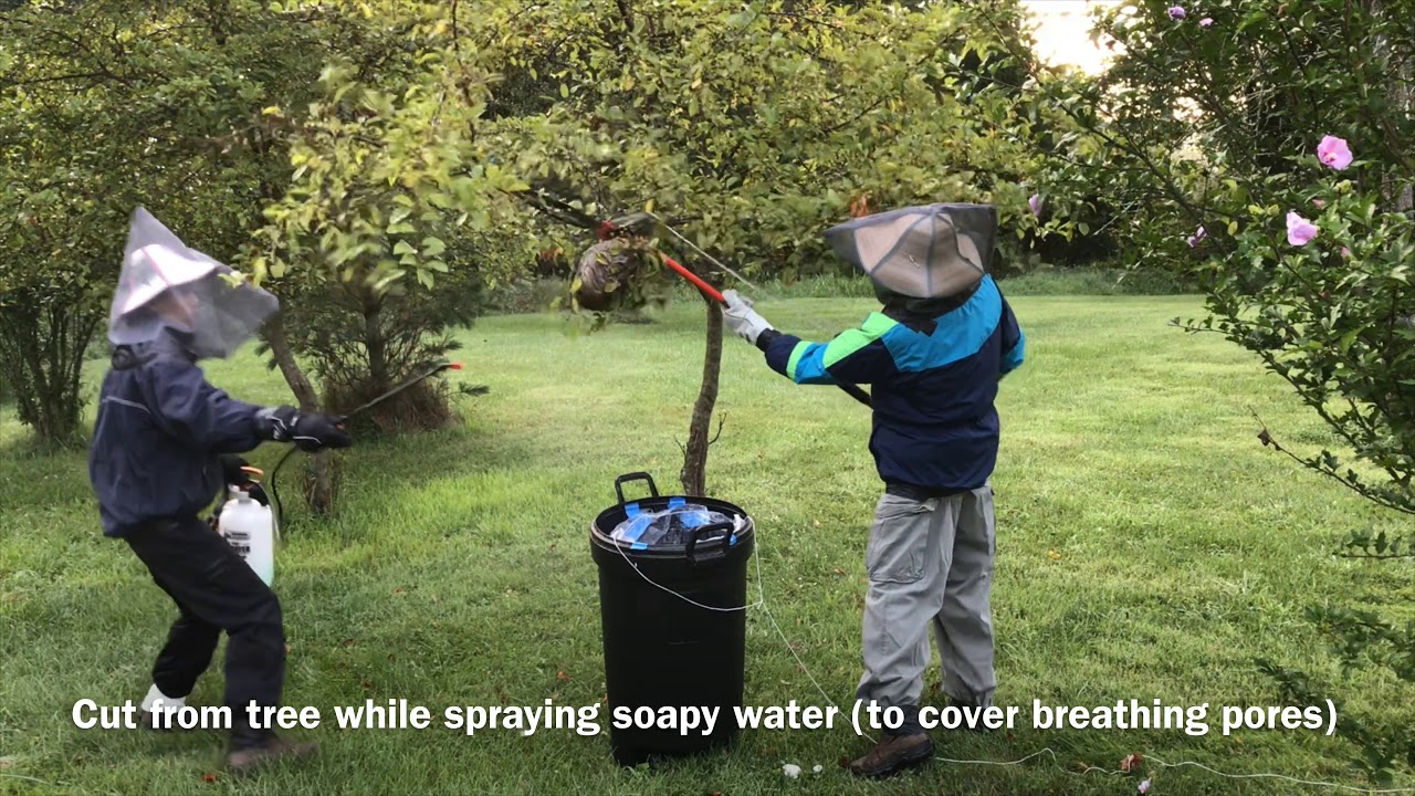 HUGE Bald Faced Nest STOPPED by spray foam YouTube