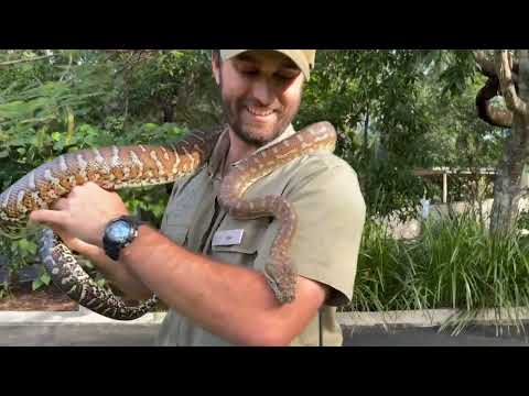 Centralian Carpet Python-Wild About Wildlife Month Week #1