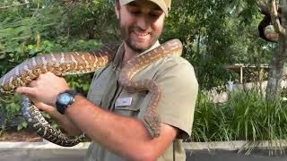 Centralian Carpet Python-Wild About Wildlife Month Week #1