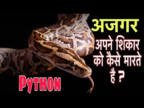 अजगर के बारे में 22 रोचक तथ्य || Interesting facts about Python In Hindi || Indian Pythons 🐍