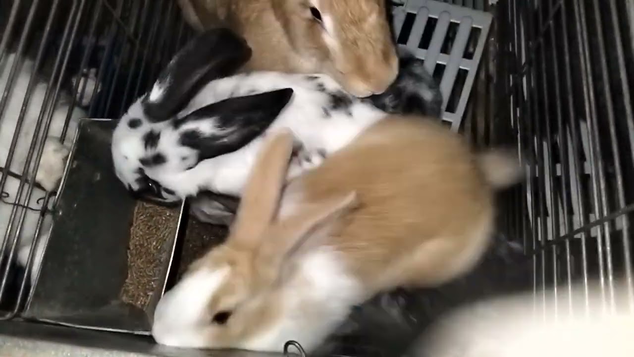 نظام غذائي الممتاز عند الارانب