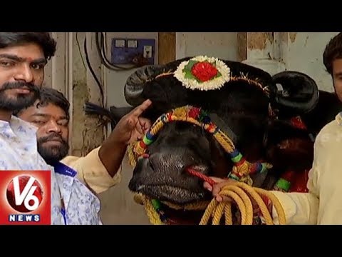 33-crore-buffalo-maharaj-ready-for-sadar-festival-celebrations-in-hyderabad-|-v6-news