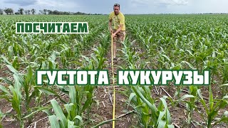 Считаем густоту кукурузы