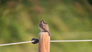 Draaihals Westkapelle 01092022