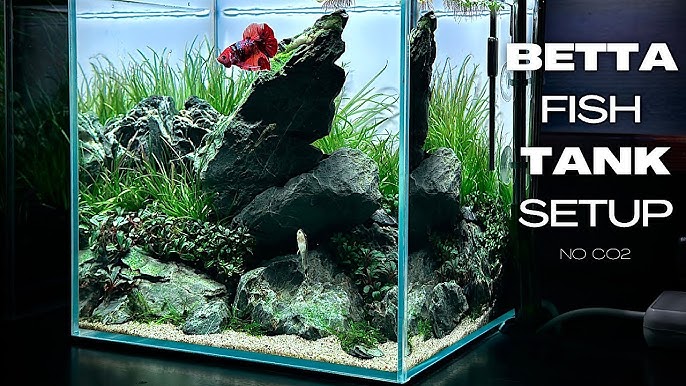 DIY Simple Aquasacpe Betta Fish For Office - How To Make Aquarium