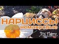 Нарциссы немахровые. Различные виды и сорта. Коллекция Biserok.ru / Daffodils are non-primary.