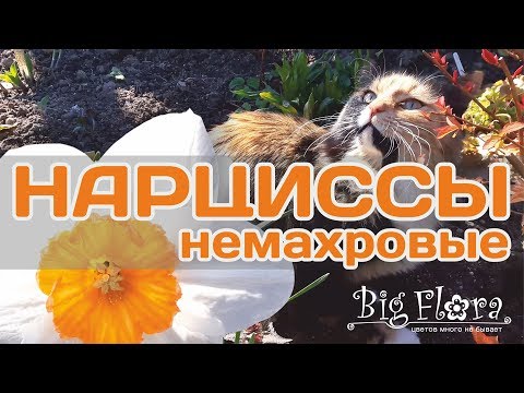 Нарциссы немахровые. Различные виды и сорта. Коллекция Biserok.ru / Daffodils are non-primary.