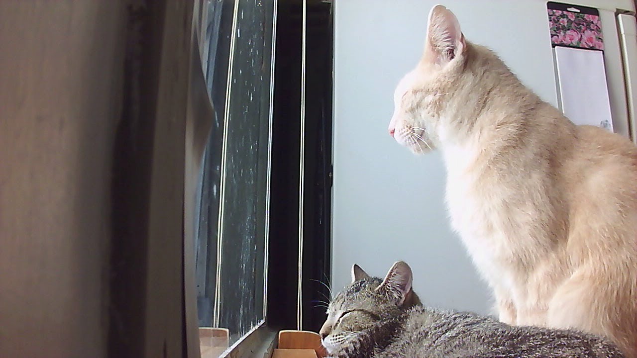 CATS WATCHING BIRDS YouTube
