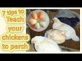 7 tips to teach chickens to perch at night