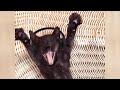 Are CATS funnier than DOGS? Enjoy watching and LAUGH with us!