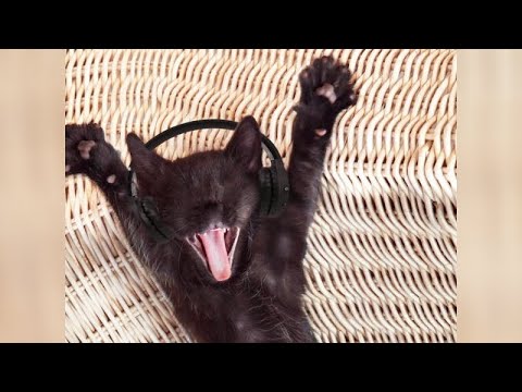 Are CATS funnier than DOGS? Enjoy watching and LAUGH with us!