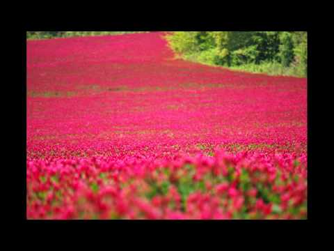 Video: Crimson Clover Tai Blood Red Clover