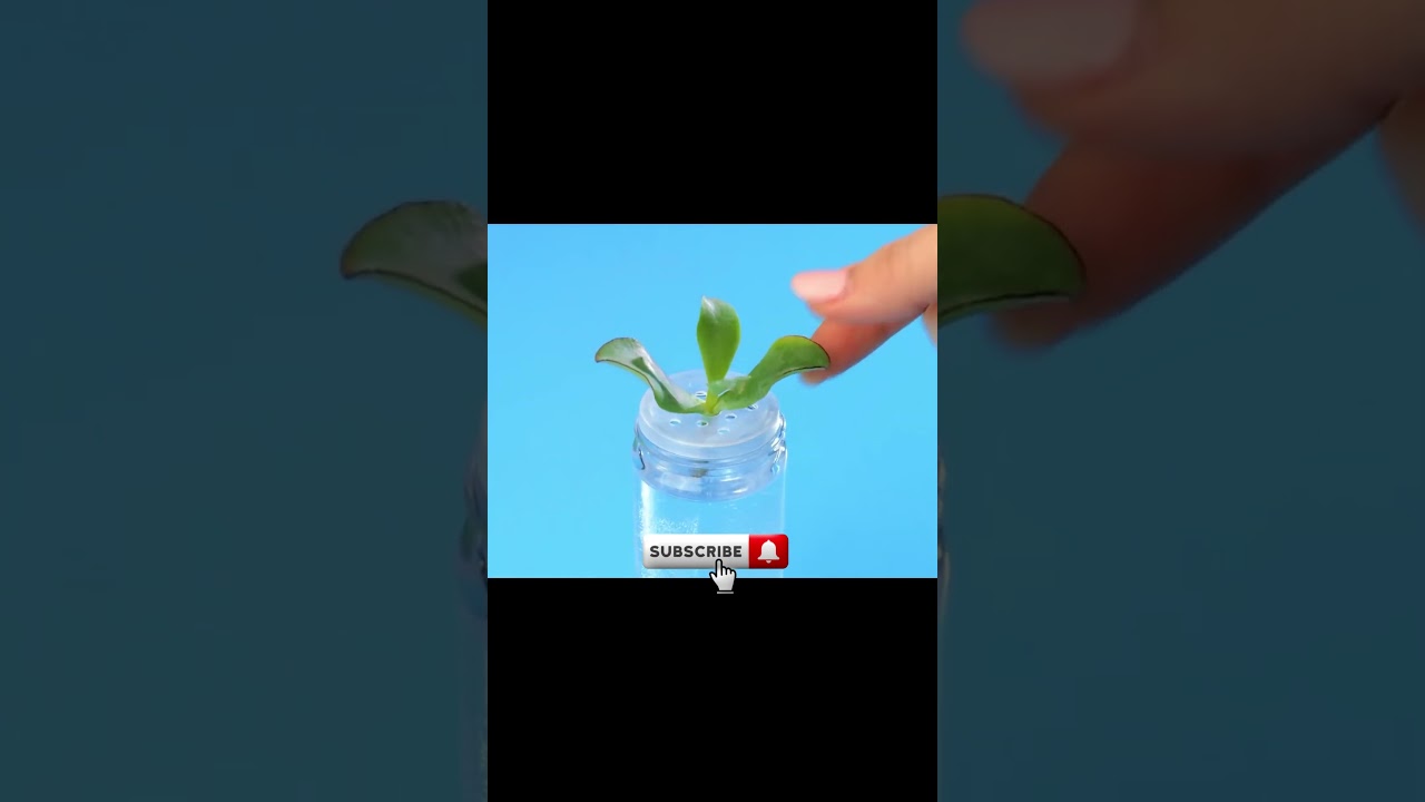 How to Grow Succulents from Cuttings | Easy Step-by-Step Guide 