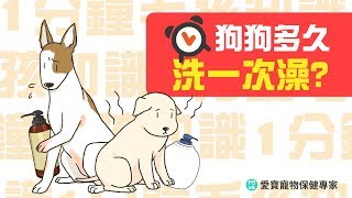 【1分鐘毛孩知識】毛孩多久洗一次澡?狗狗篇 │愛寶寵新知 AIPAWs X 保健知識家