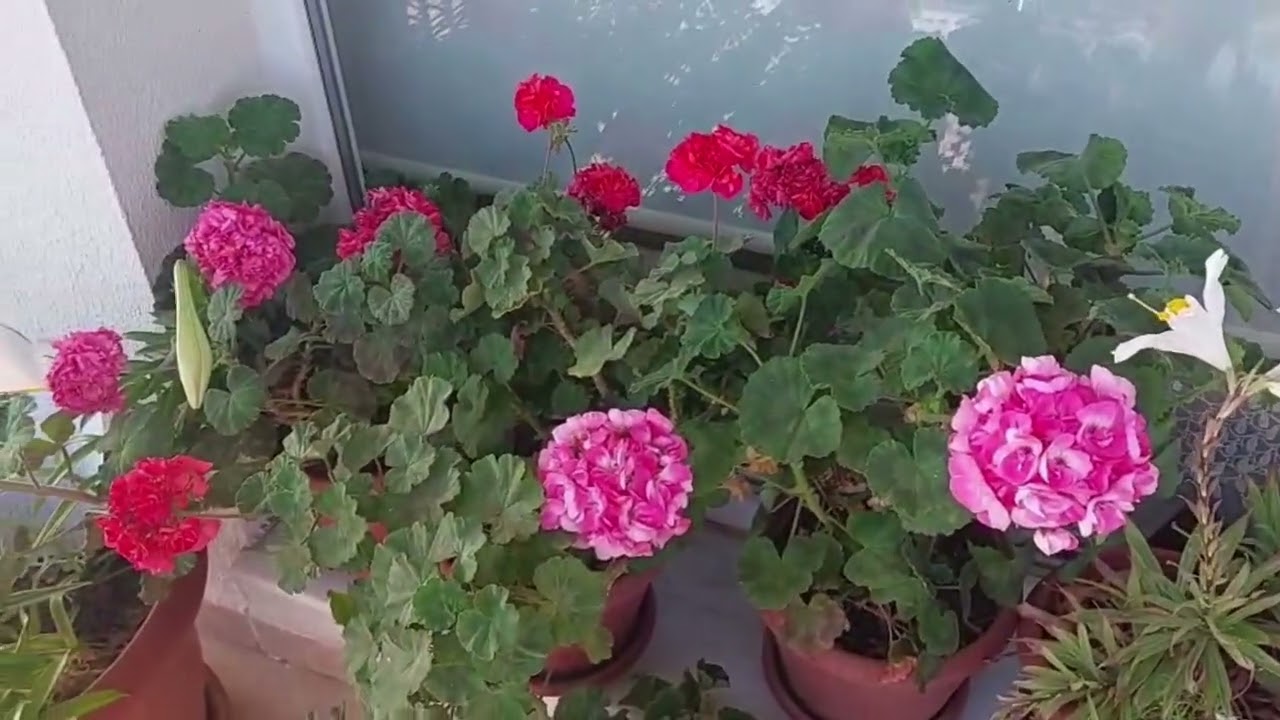 Sardunya Yetiştiriciliği