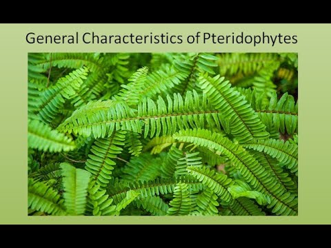General Characteristics of Pteridophytes | For B.Sc. and M.Sc. |  ALL ABOUT BIOLOGY | BY JYOTI VERMA