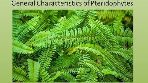 General Characteristics of Pteridophytes | For B.Sc. and M.Sc. |  ALL ABOUT BIOLOGY | BY JYOTI VERMA