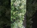 طريقة زراعه الحلبه وارباحها